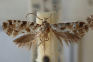 Nemapogon granellus