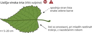 Vitis vulpina