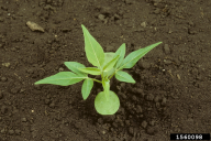 Ailanthus altissima