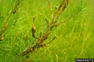 Acantholyda hieroglyphica