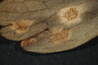 Aecidium aquilegiae