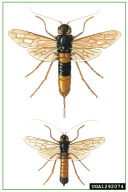 Urocerus gigas
