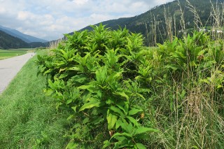 Koenigia polystachya