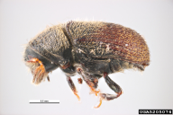 Phloeotribus scarabaeoides