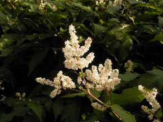 Koenigia polystachya