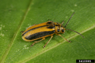 Xanthogaleruca luteola