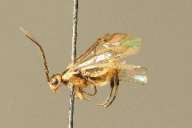 Pachynematus montanus