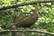Tetrao tetrix