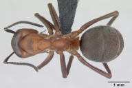 Formica rufa