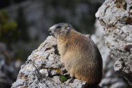 Marmota marmota