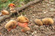 Boletus erythropus subsp. discolor