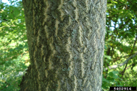 Ailanthus altissima