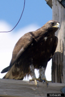 Aquila chrysaetos