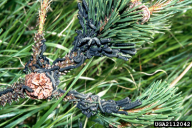 Neodiprion sertifer
