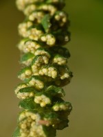 Ambrosia artemisiifolia