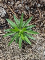 Conyza canadensis