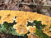 Stereum hirsutum