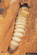 Rosalia alpina