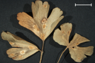 Aecidium aquilegiae