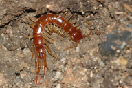 Lithobius forficatus