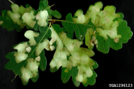 Tischeria ekebladella