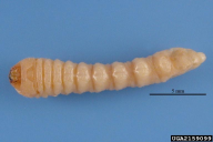 Hylotrupes bajulus