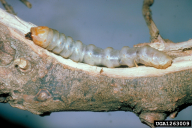 Anoplophora chinensis