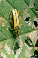 Xanthogaleruca luteola