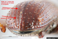 Tomicus minor