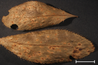 Aecidium berberidis