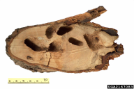 Cossus cossus