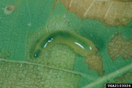 Caliroa annulipes