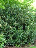 Prunus laurocerasus