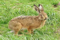 Lepus europaeus
