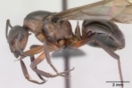 Formica rufa