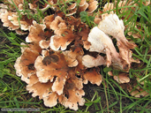 Abortiporus biennis