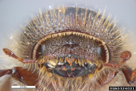 Ips sexdentatus