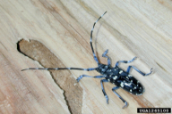 Anoplophora chinensis