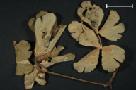 Aecidium aquilegiae