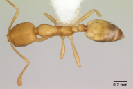 Monomorium pharaonis