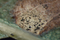 Tubakia dryina