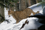 Felis silvestris