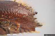 Ips sexdentatus