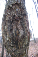 Eutypella parasitica