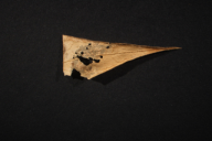 Cronartium asclepiadeum