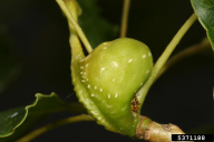 Pemphigus bursarius