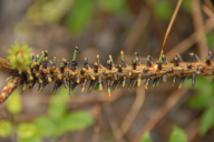 Neodiprion sertifer