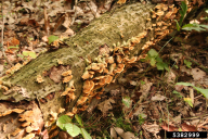 Stereum hirsutum