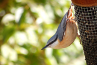 Sitta europaea