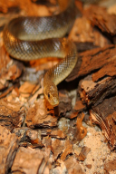 Elaphe longissima
